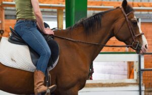 healing reins horses